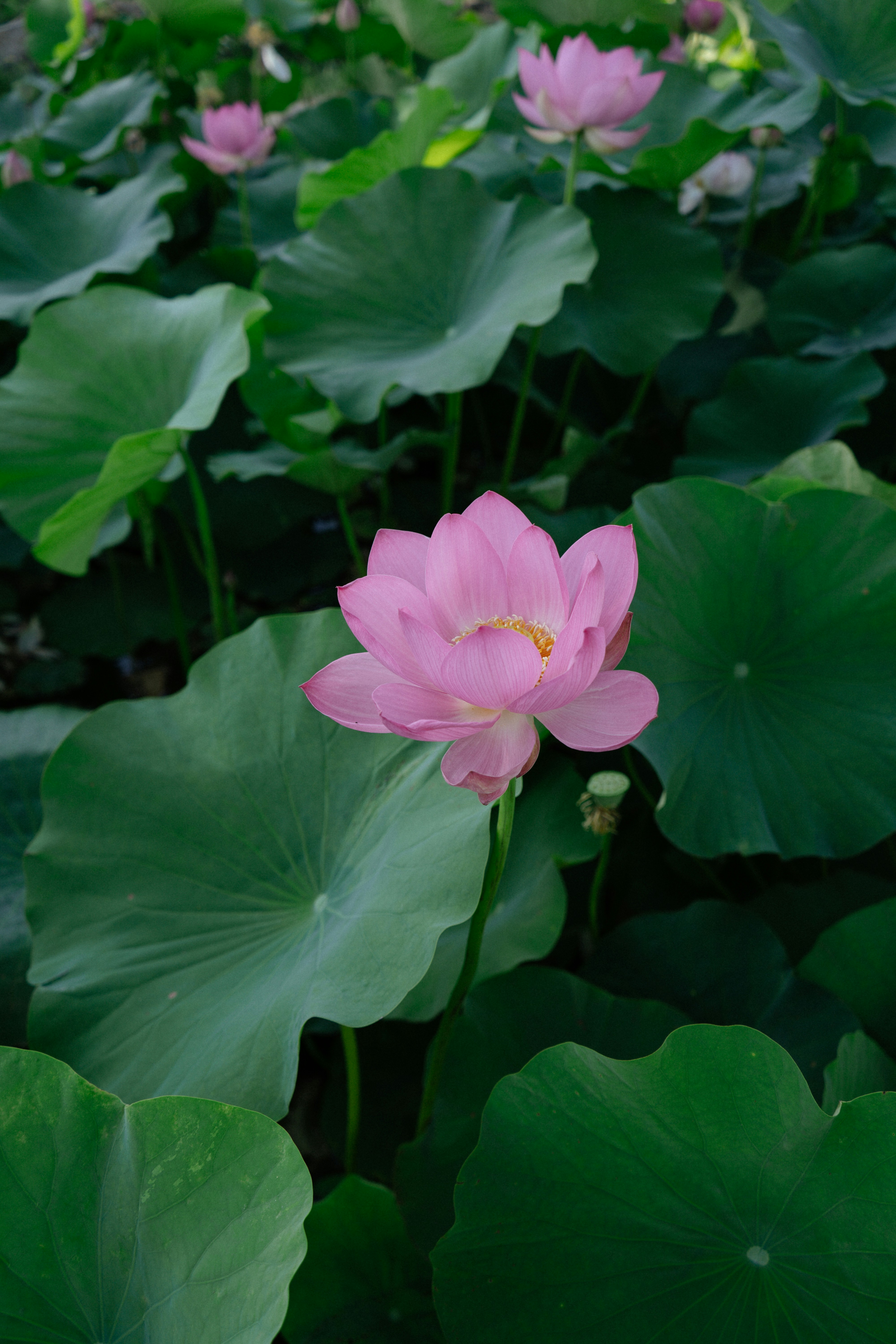 Photo by albina___white