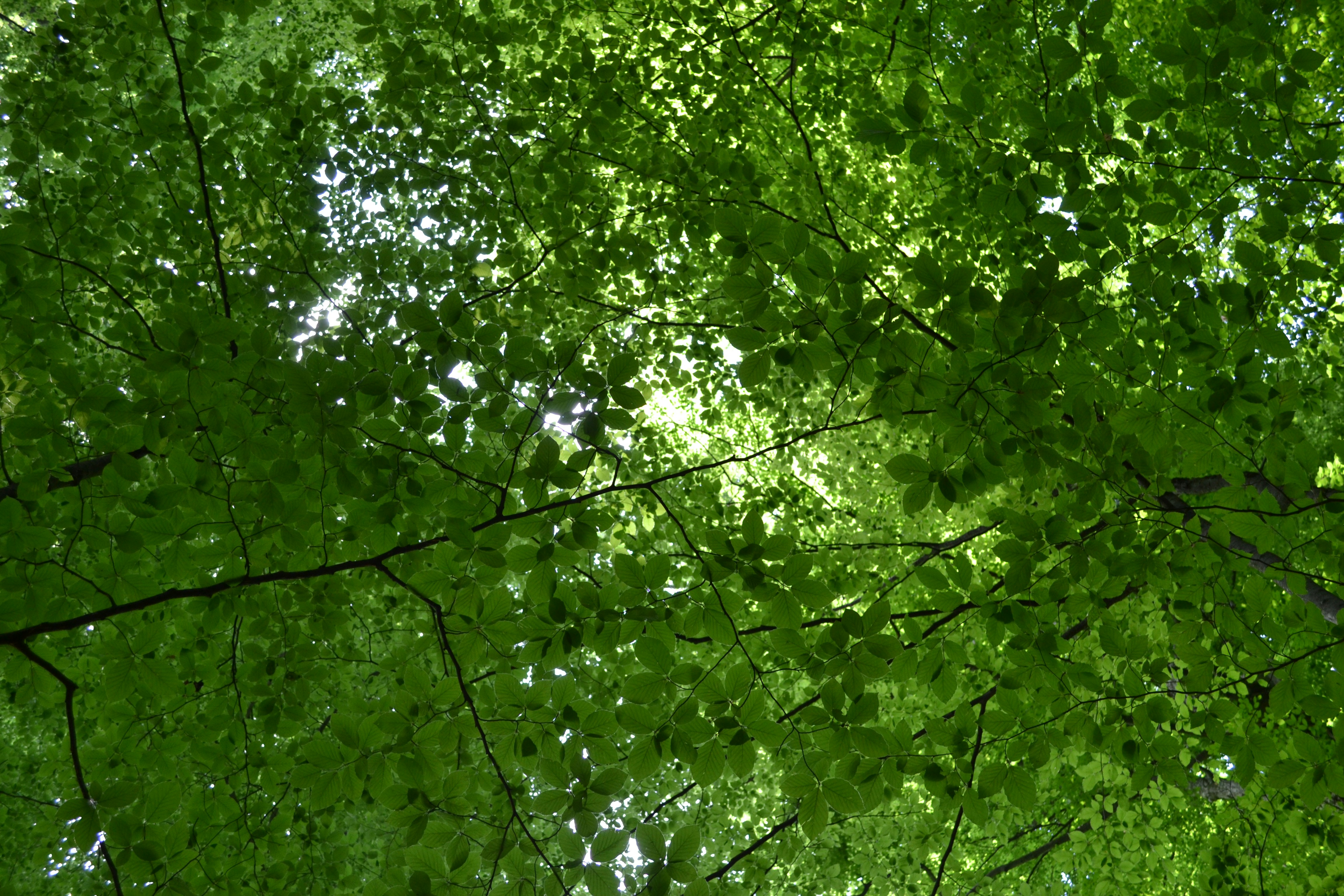 green leaves on tree branch, Green beech leaves in wildwood