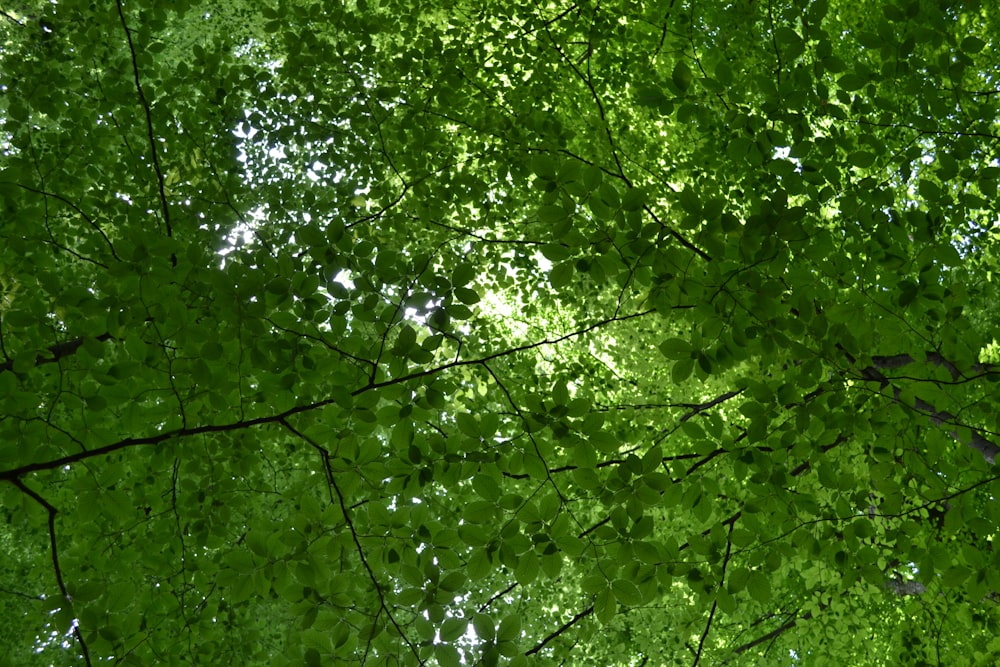 green leaves on tree branch