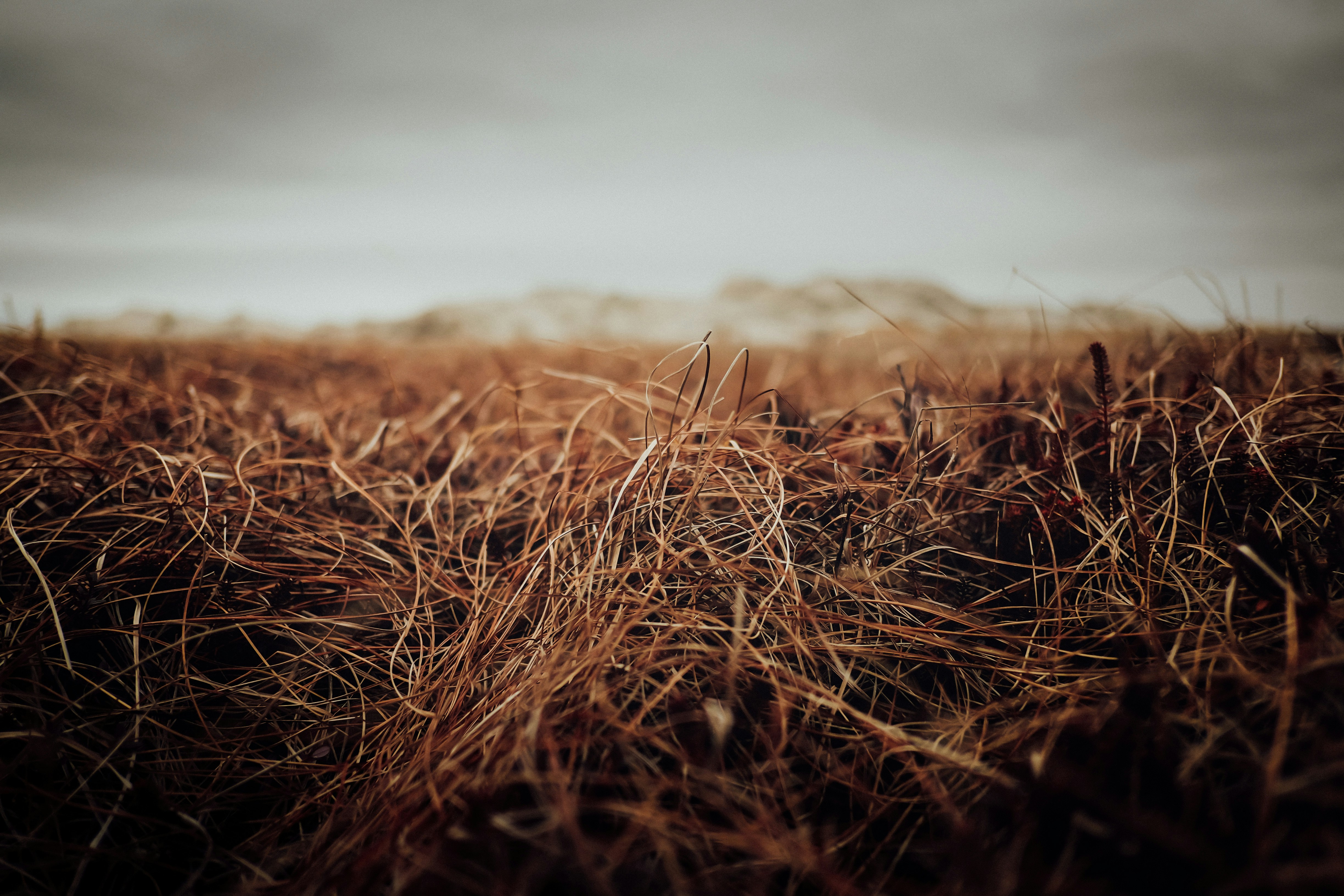 Brown grass field during daytime photo – Free Brown Image on Unsplash