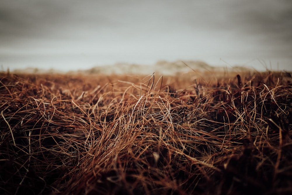 campo di erba marrone durante il giorno