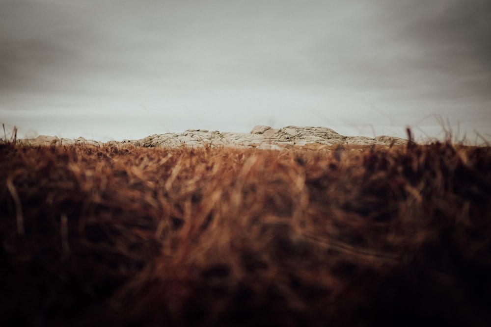 brown grass field under gray sky