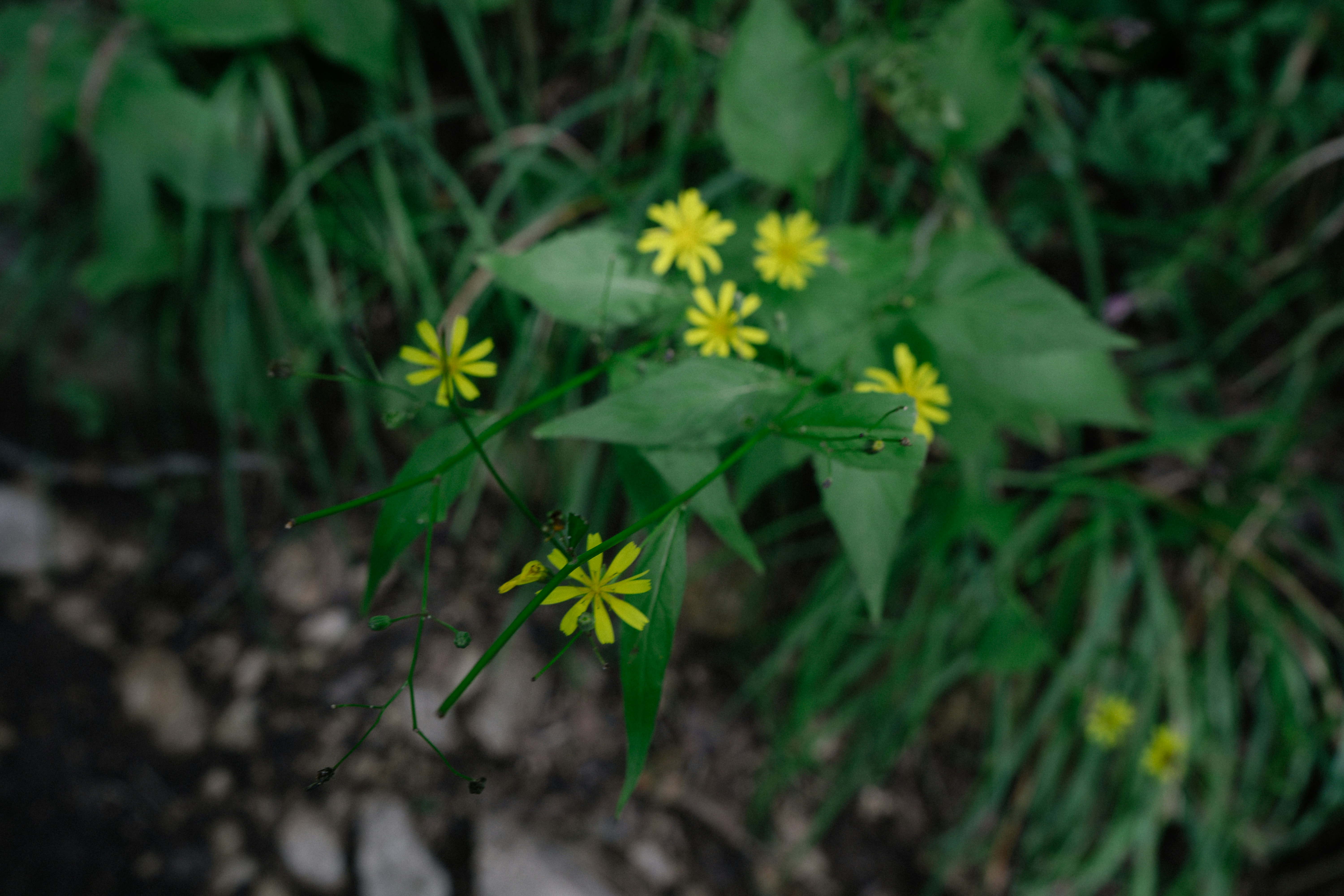 Photo by albina___white