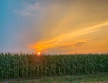 Golden cornfield stretching to the horizon at sunset