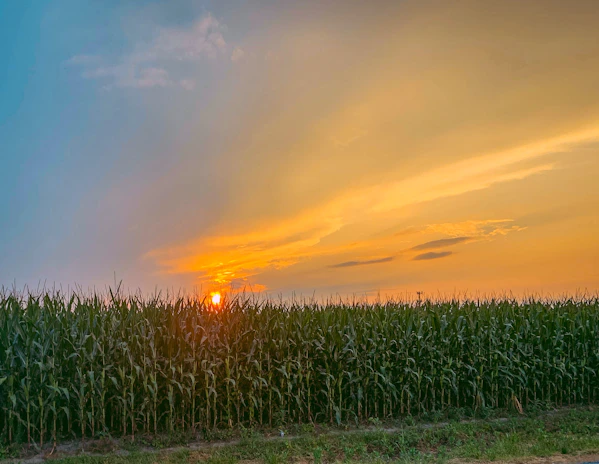 Rows of ripe corn plants in a vast agricultural field during sunset.