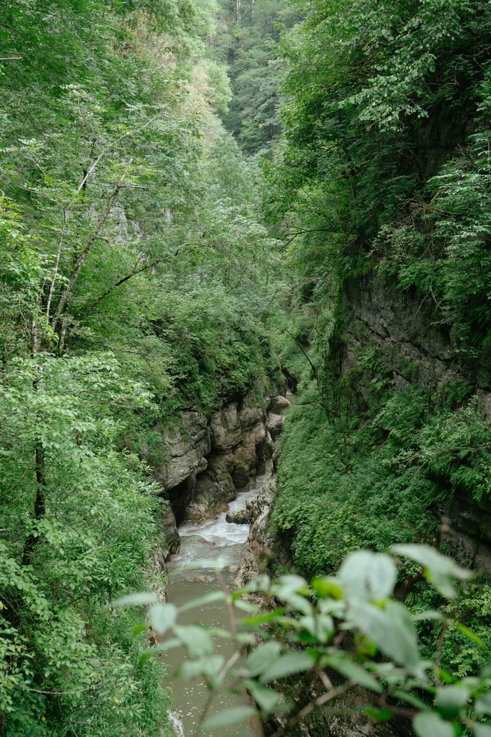 green trees beside river during daytime