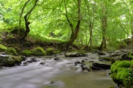 green trees beside river during daytime