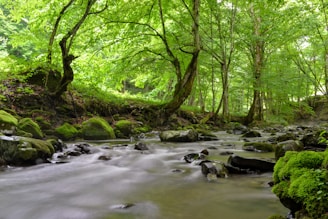 green trees beside river during daytime