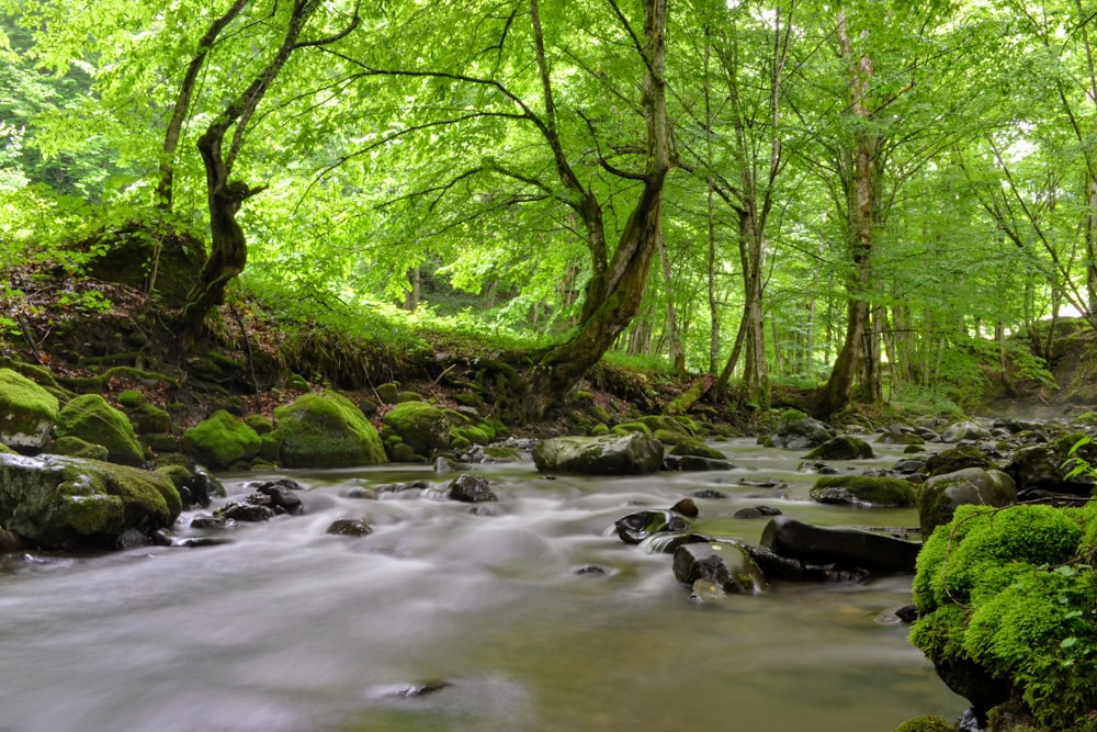 green trees beside river during daytime