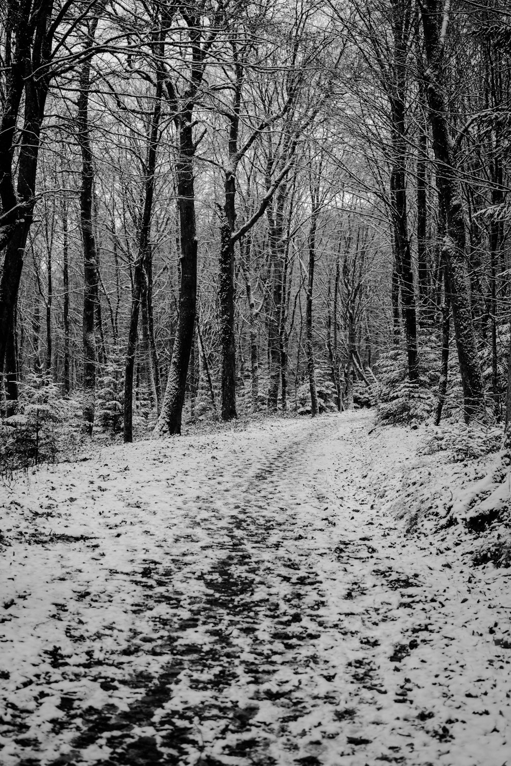 grayscale photo of trees and snow
