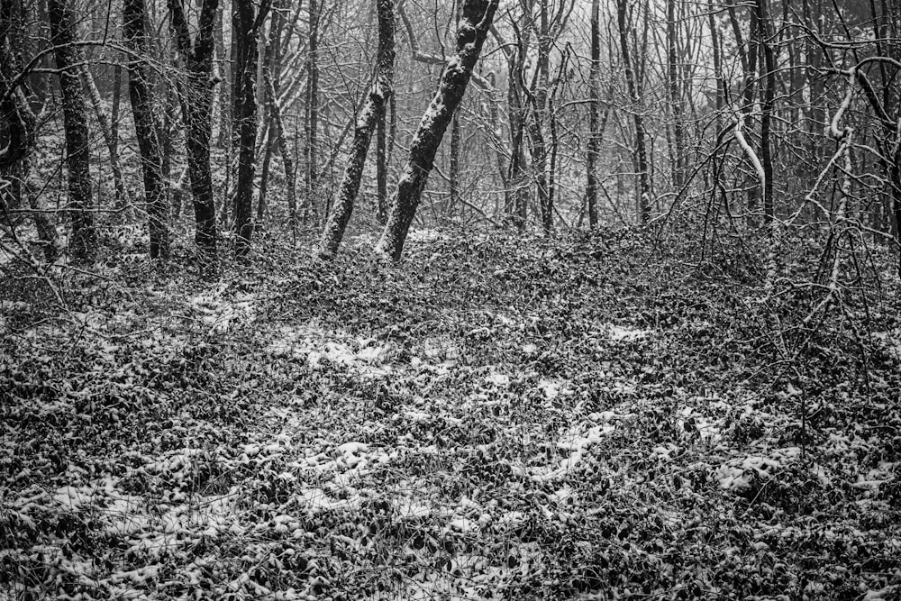 grayscale photo of trees and plants