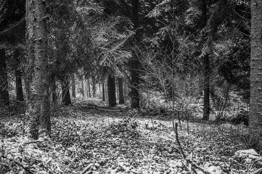 grayscale photo of trees and plants