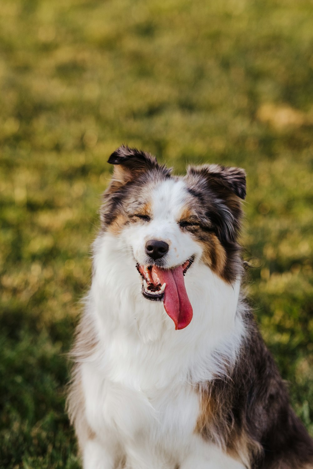 白と黒のロングコート犬