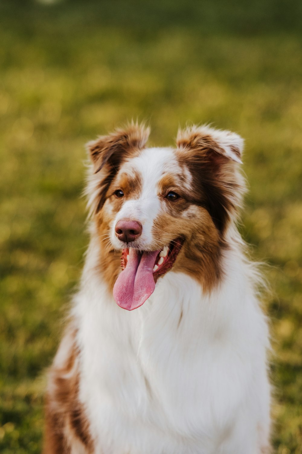 white and brown long coated dog