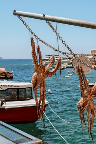 brown giraffe on white boat during daytime
