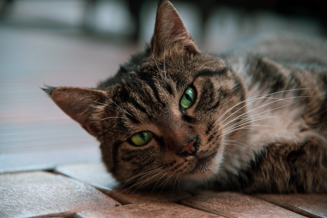 brown tabby cat lying on white floor