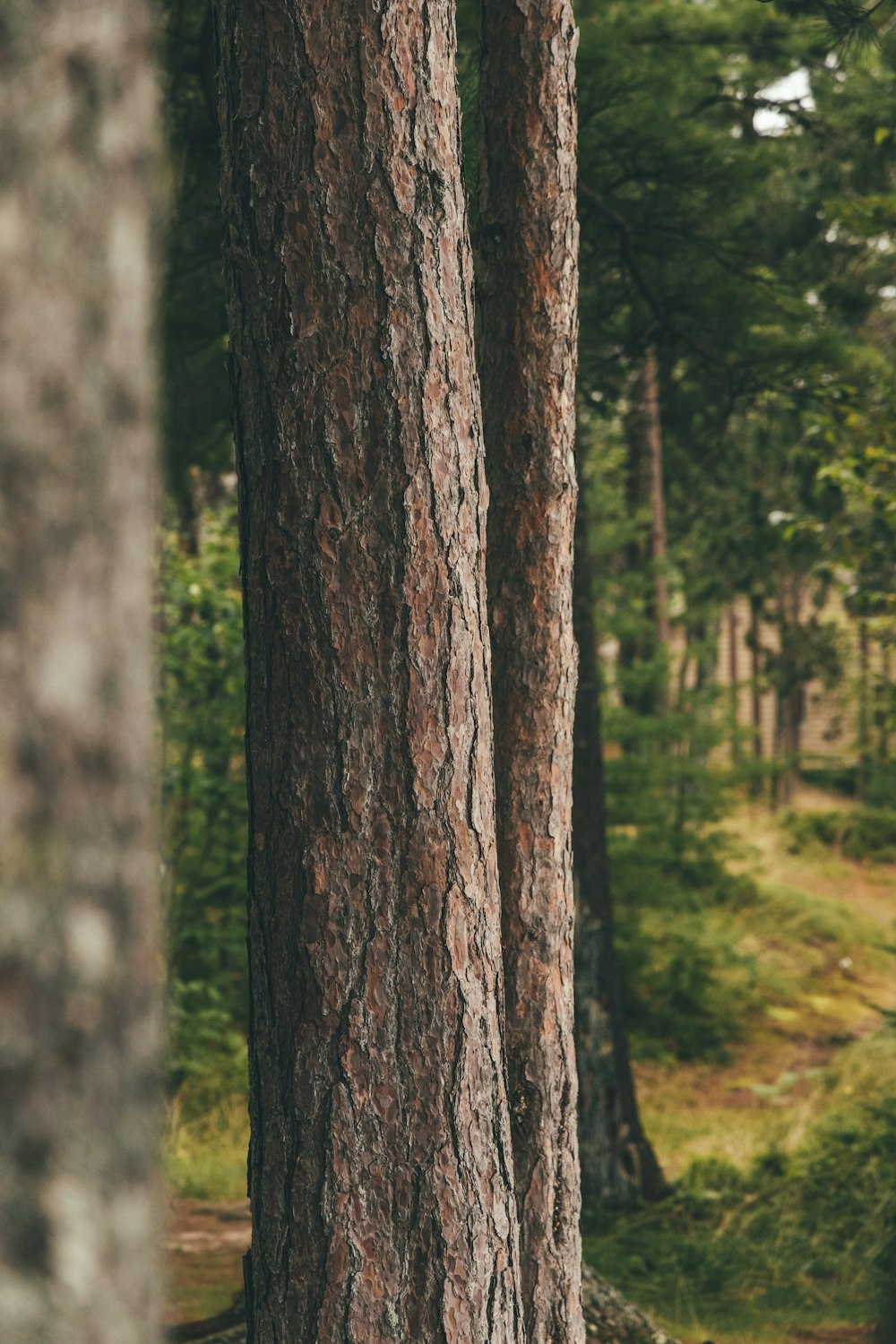 tronco marrom da árvore na floresta durante o dia