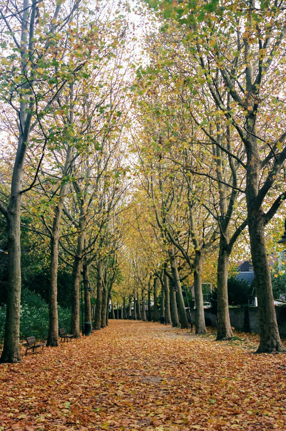 green trees and brown grass field