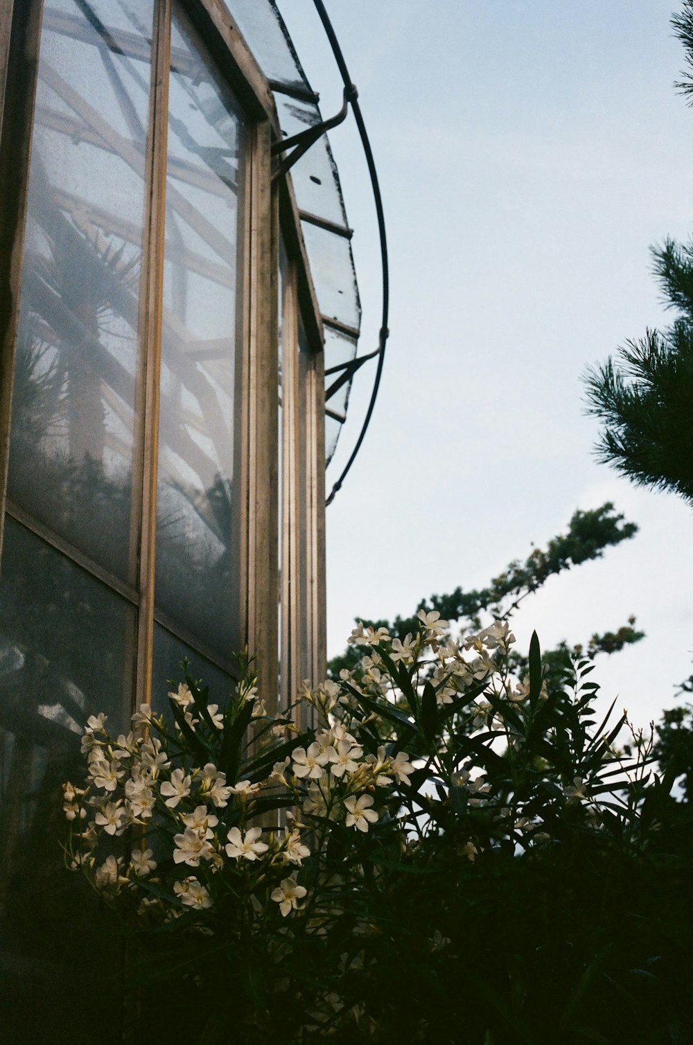 green tree near glass window