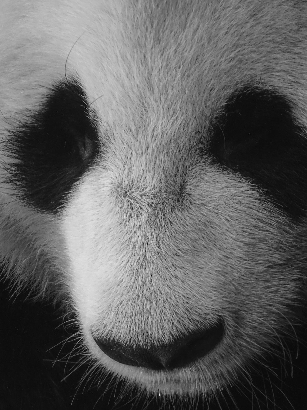 Panda blanco y negro en fotografía de primer plano