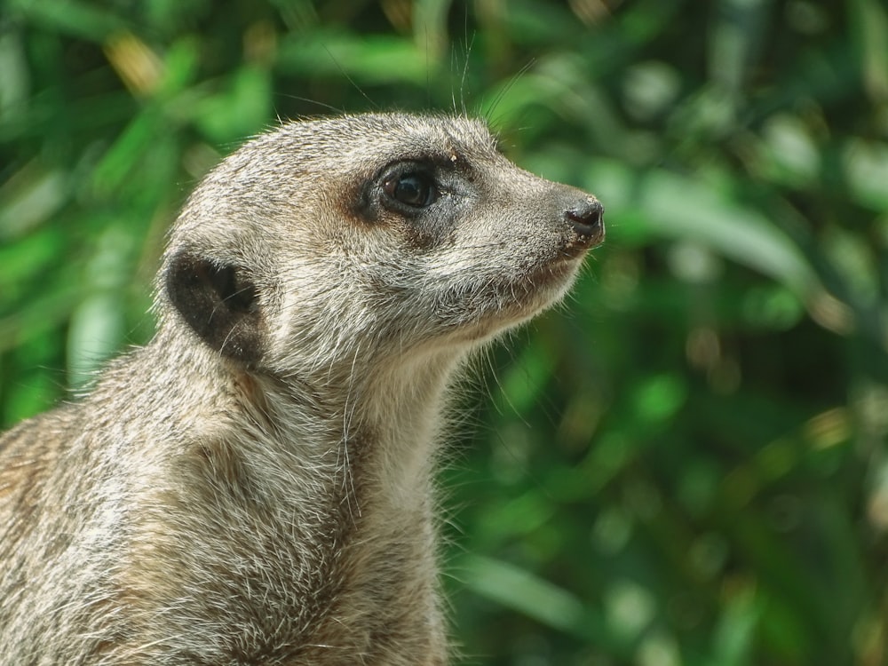 white and brown animal in green grass during daytime