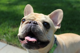 Bulldog Frances canela en el parque