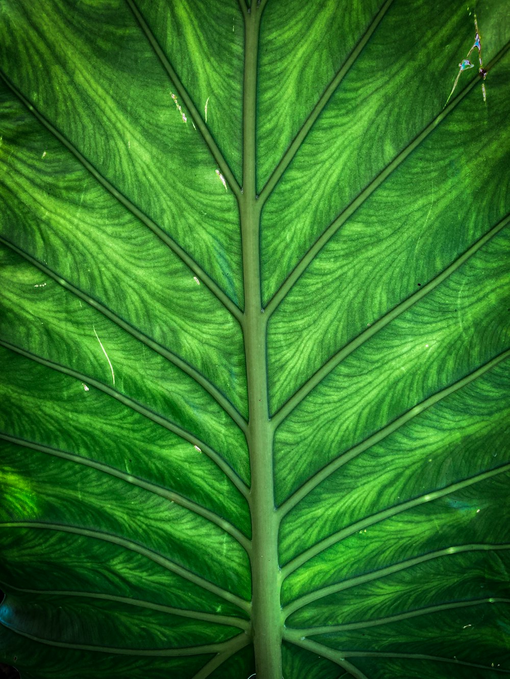 green leaves in close up photography