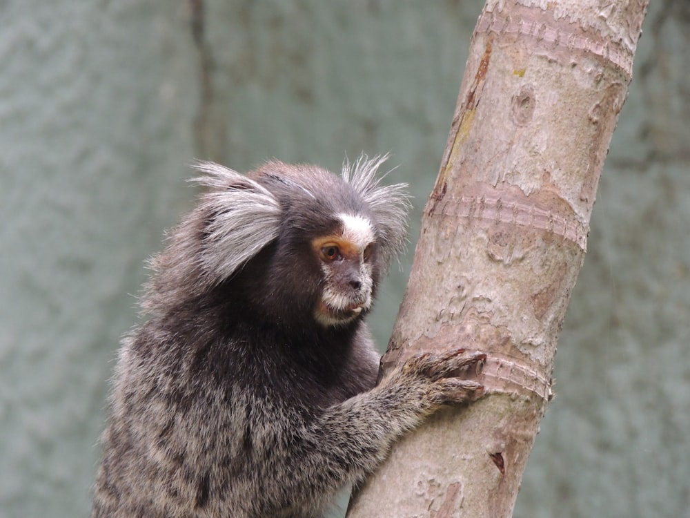 brown and white monkey on brown tree branch during daytime