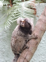 A small primate with a gray and black fur pattern clings to the side of a tree. Its face has white fur around the forehead and ears, and it has an alert expression. In the background, there are green ferns against a muted green wall.