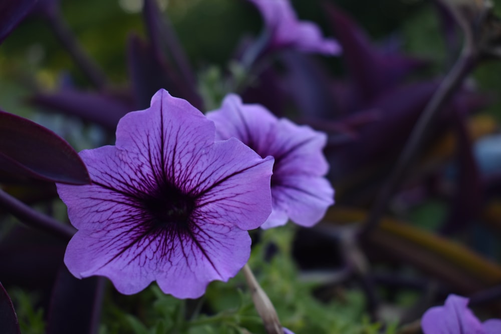 purple flower in tilt shift lens