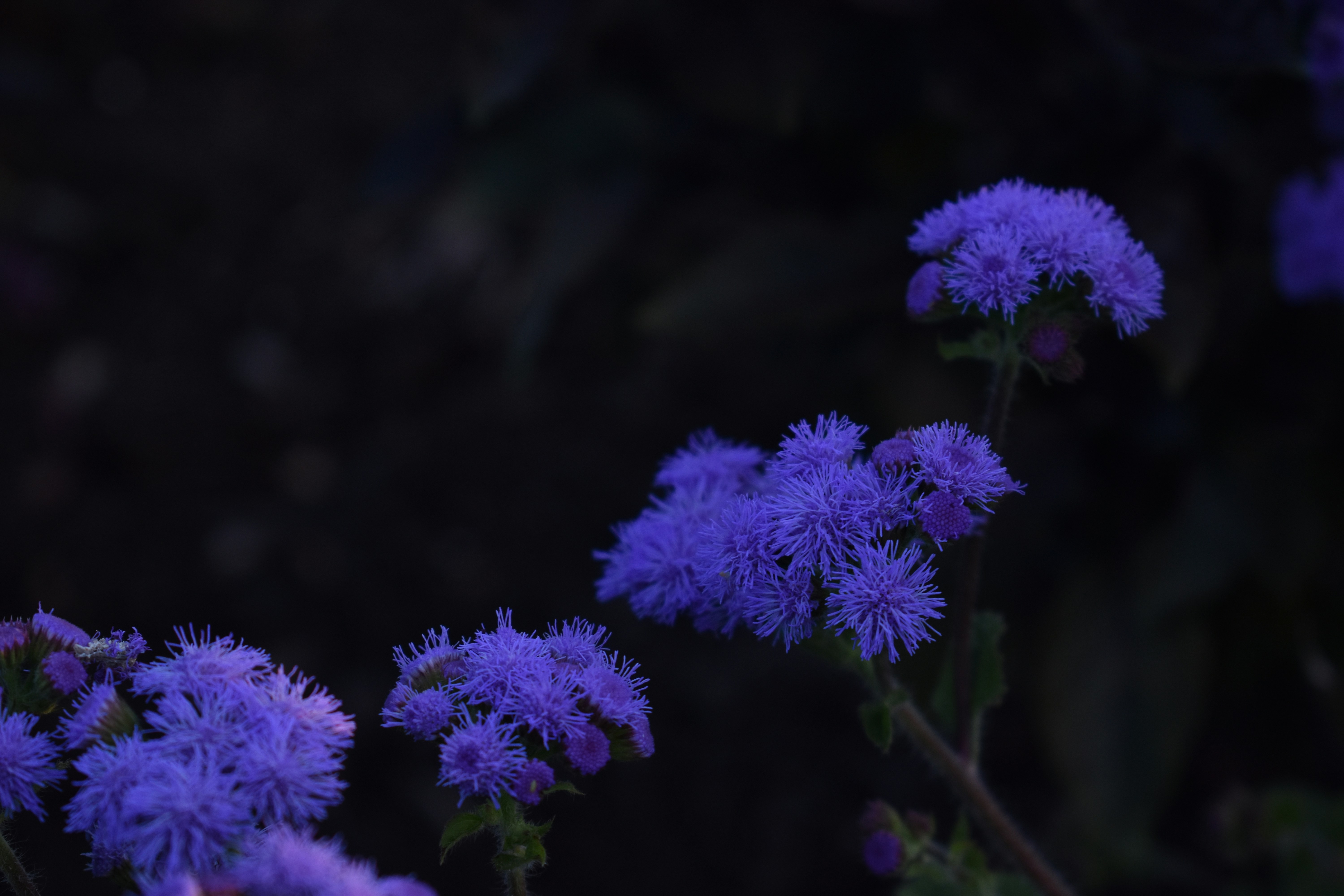 purple flower in tilt shift lens