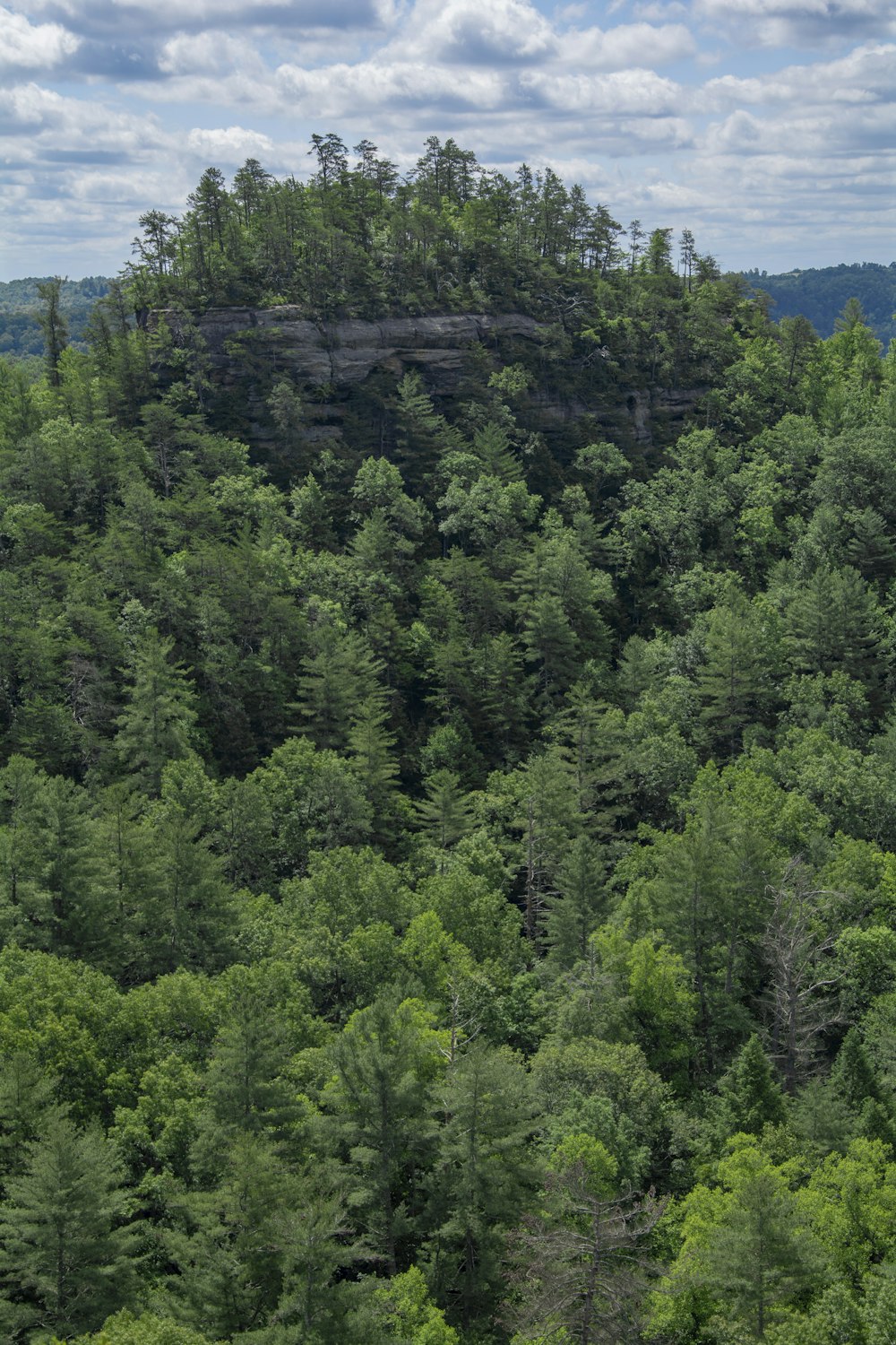 green trees on mountain during daytime