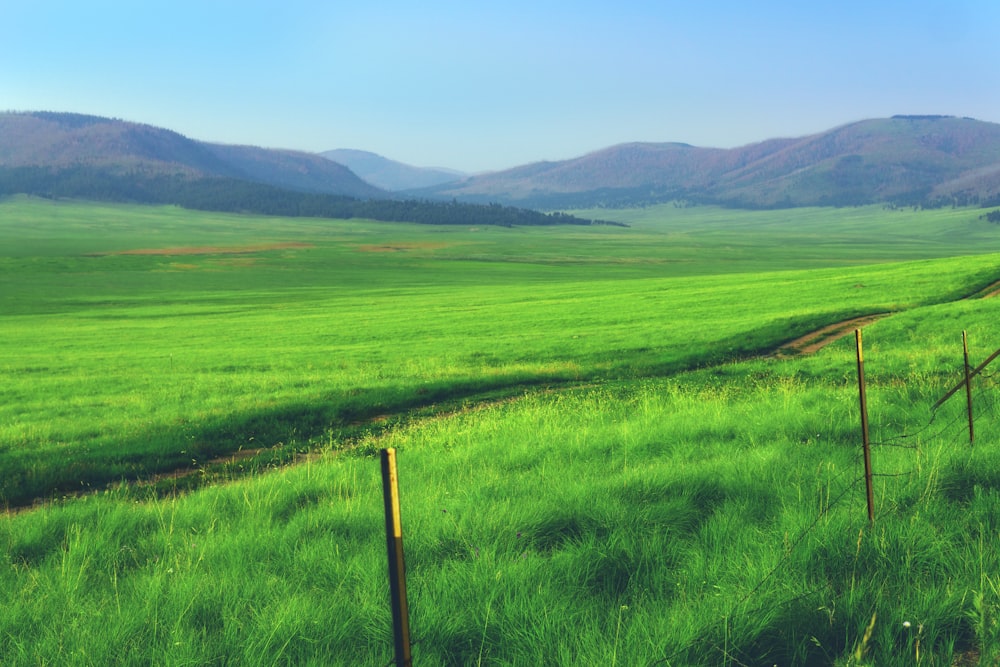 green grass field under blue sky during daytime