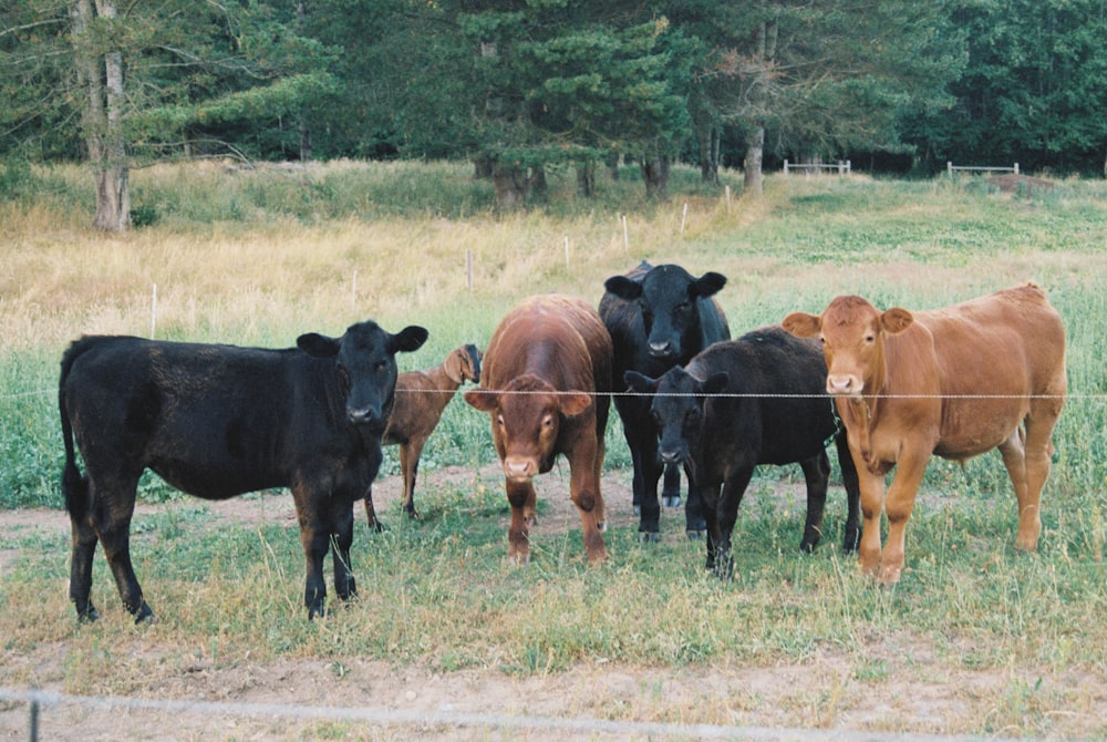 black and brown cows on green grass field during daytime