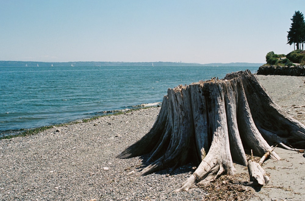 brown wood log on gray sand near body of water during daytime