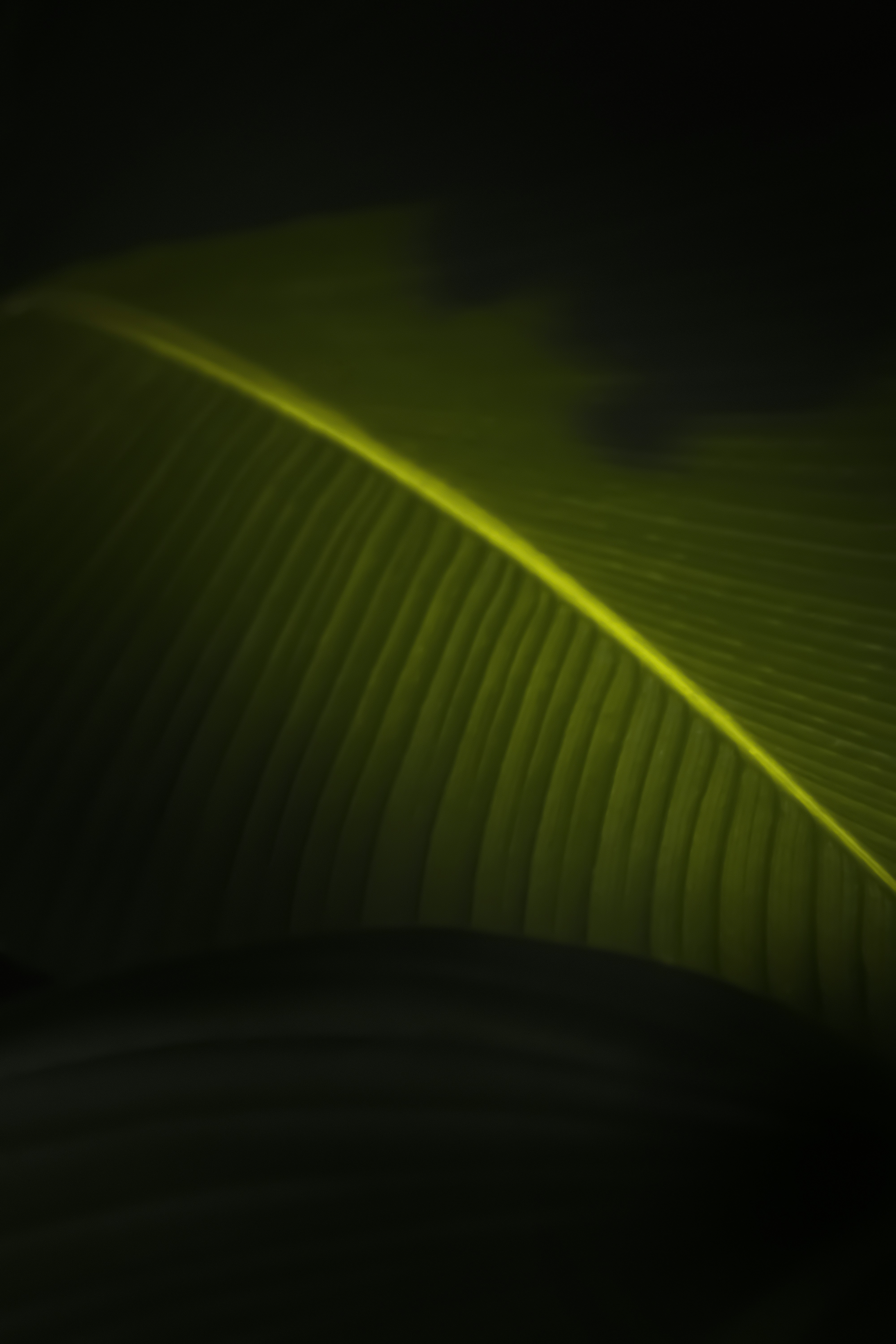 green leaf in dark room