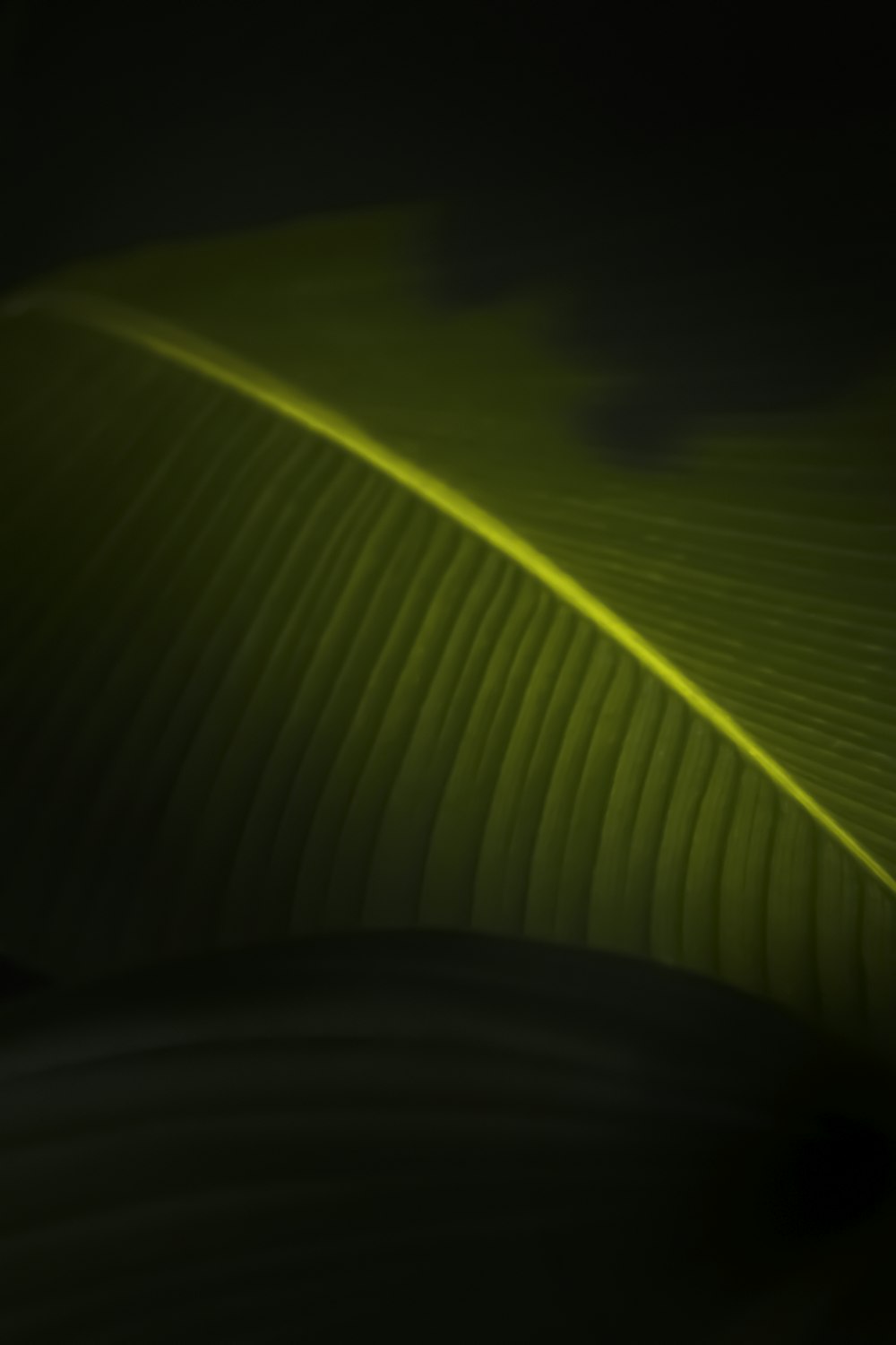green leaf in dark room