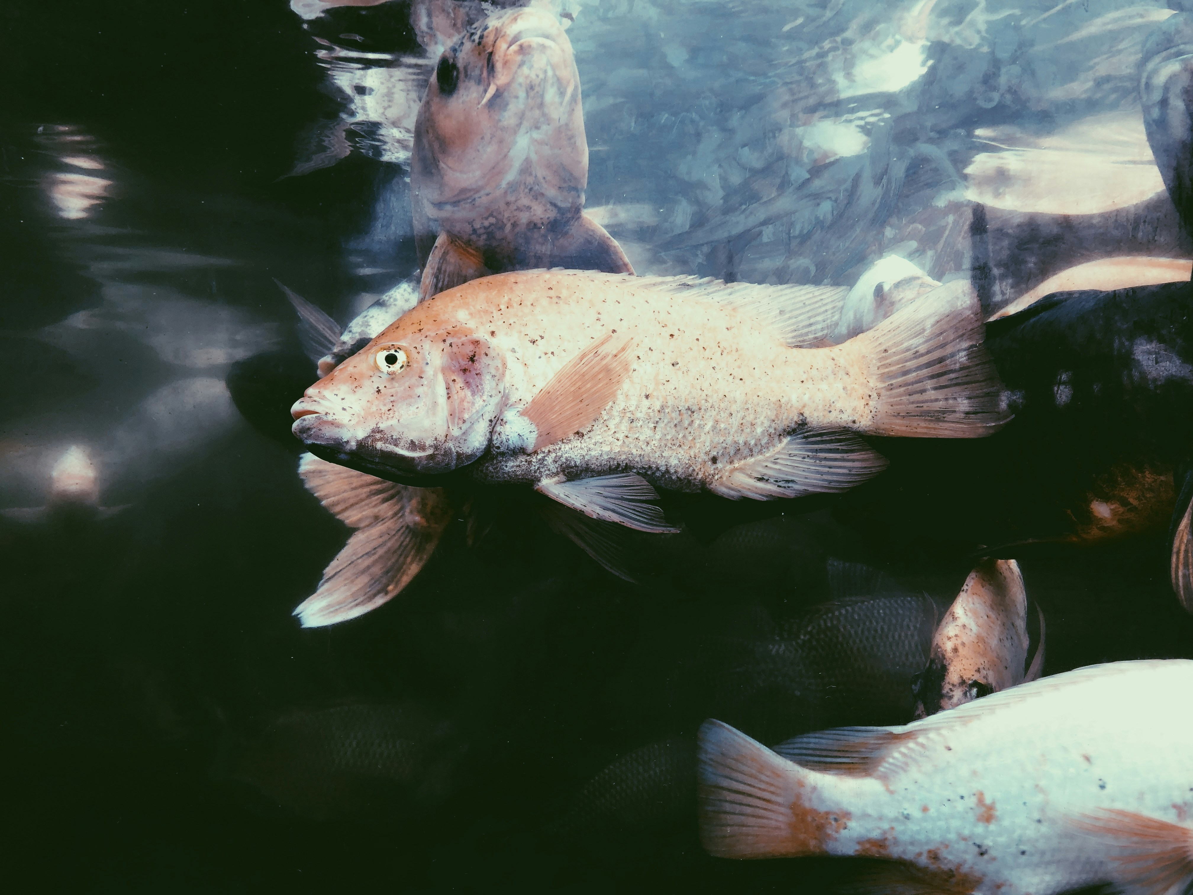 white and orange fish in water