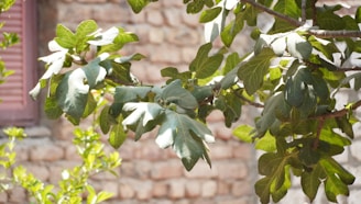Sunlit fig tree laden with ripe fruit, set against a softly blurred landscape reminiscent of the Holy Land.
