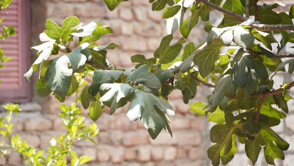 Sunlit fig tree laden with ripe fruit, set against a softly blurred landscape reminiscent of the Holy Land.