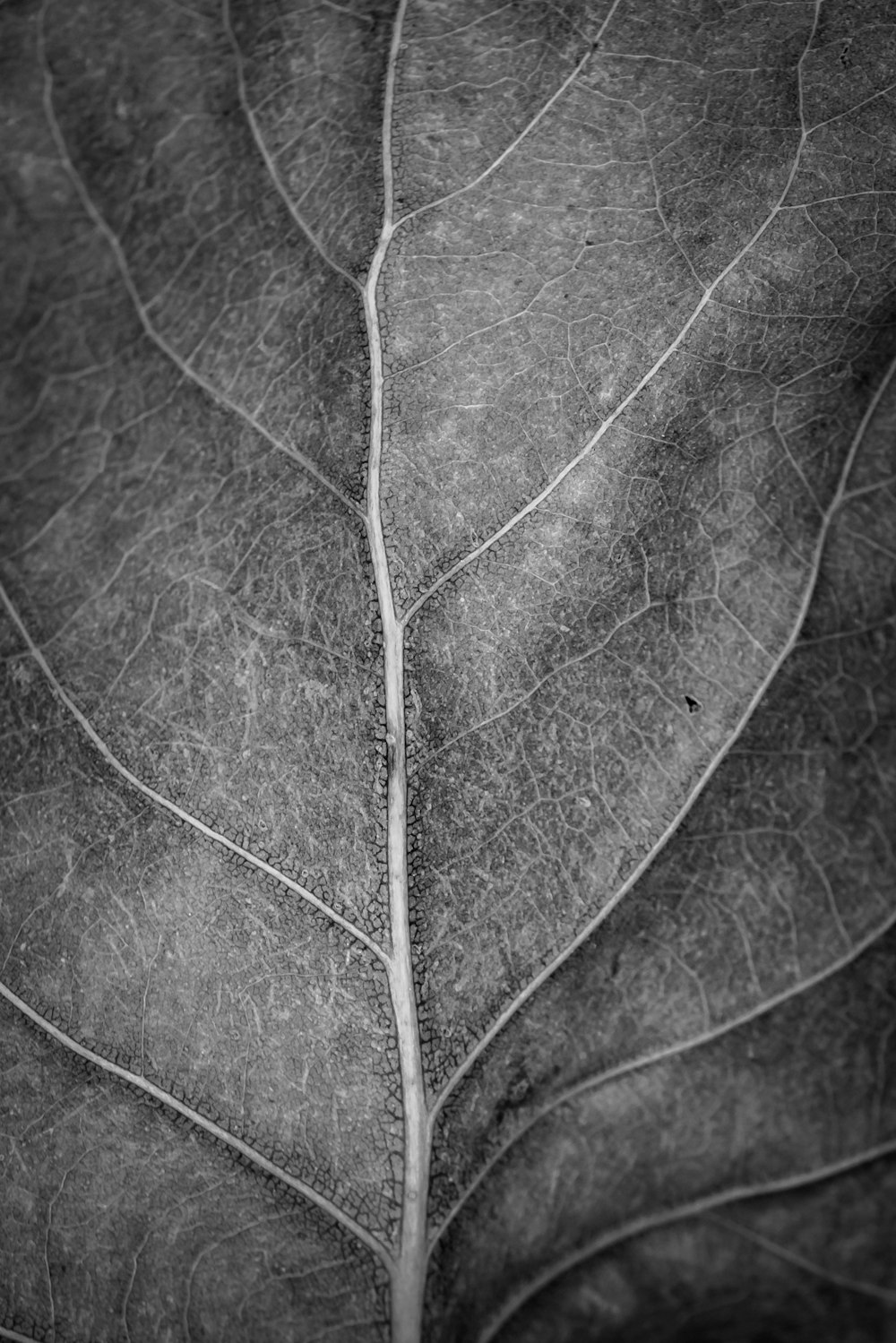 brown leaf in close up photography