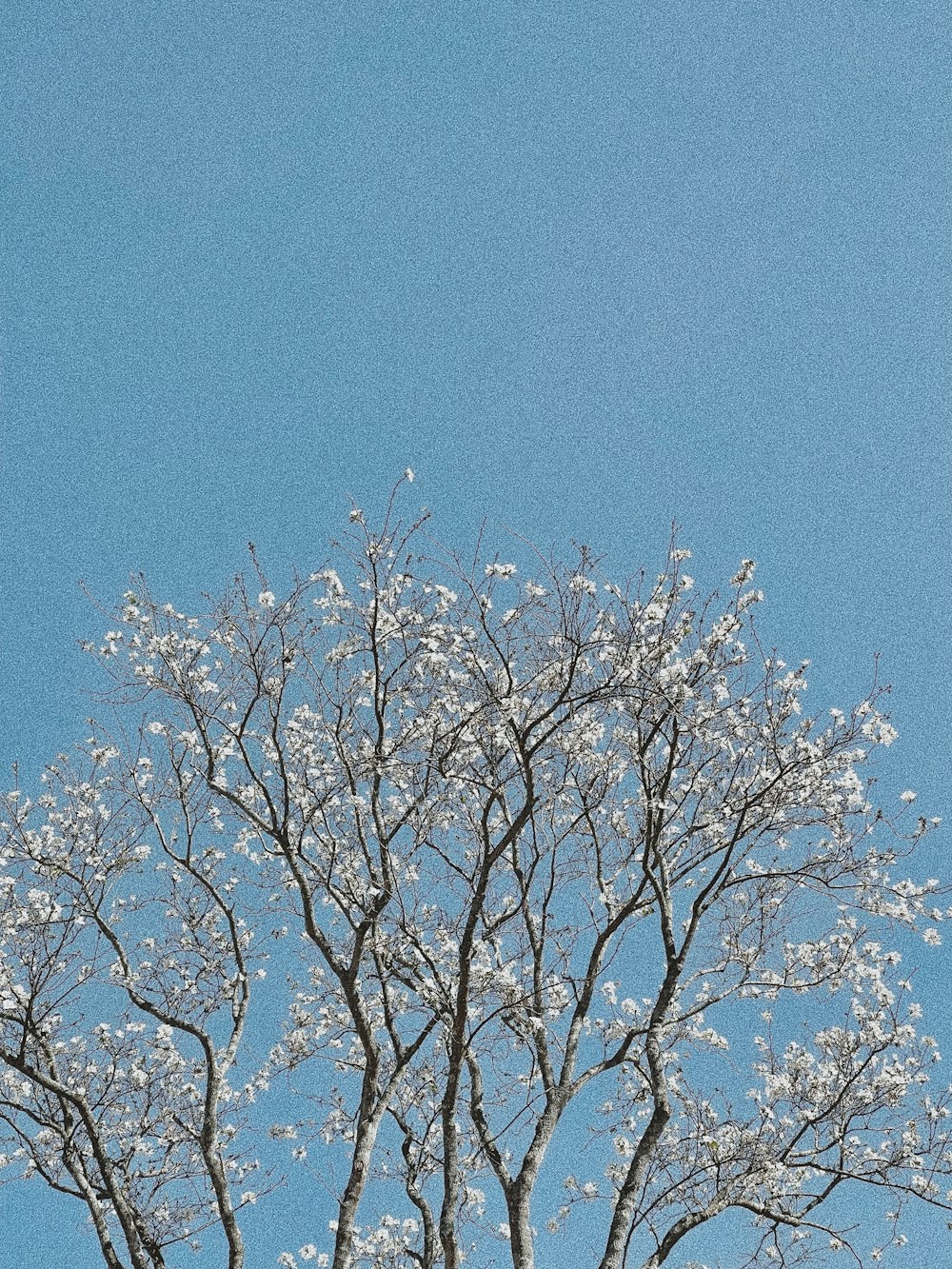 leafless tree under blue sky during daytime