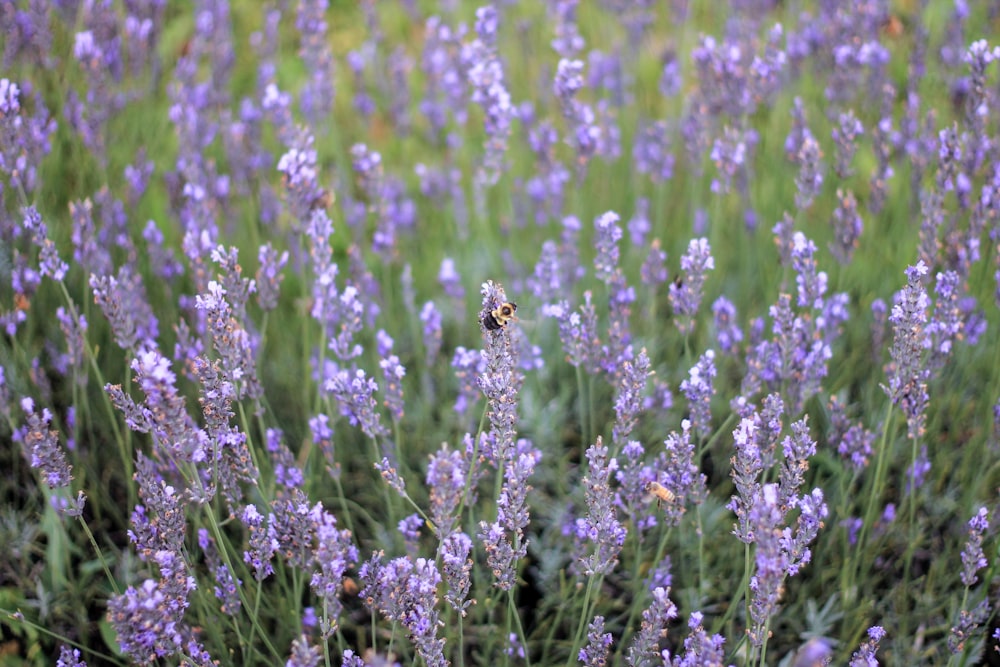 purple flower field during daytime