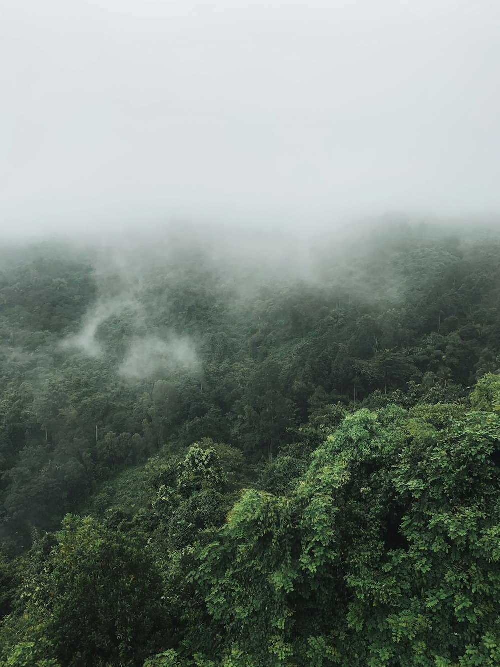 green trees covered with fog