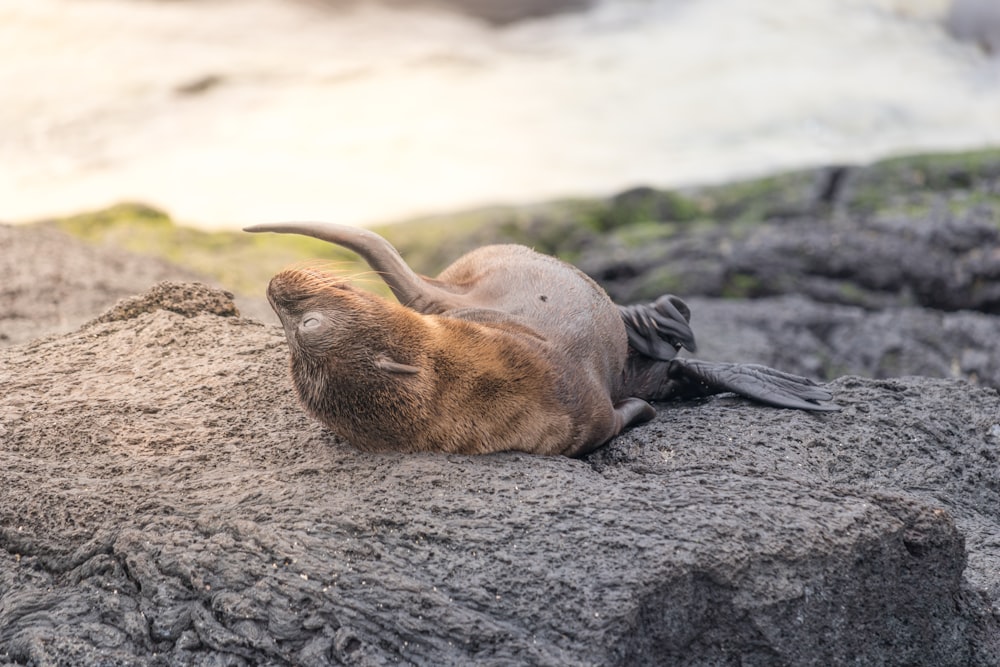 seal lying on gray rock during daytime