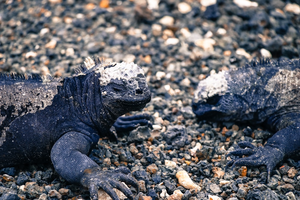 black and gray lizard on gray and black stone