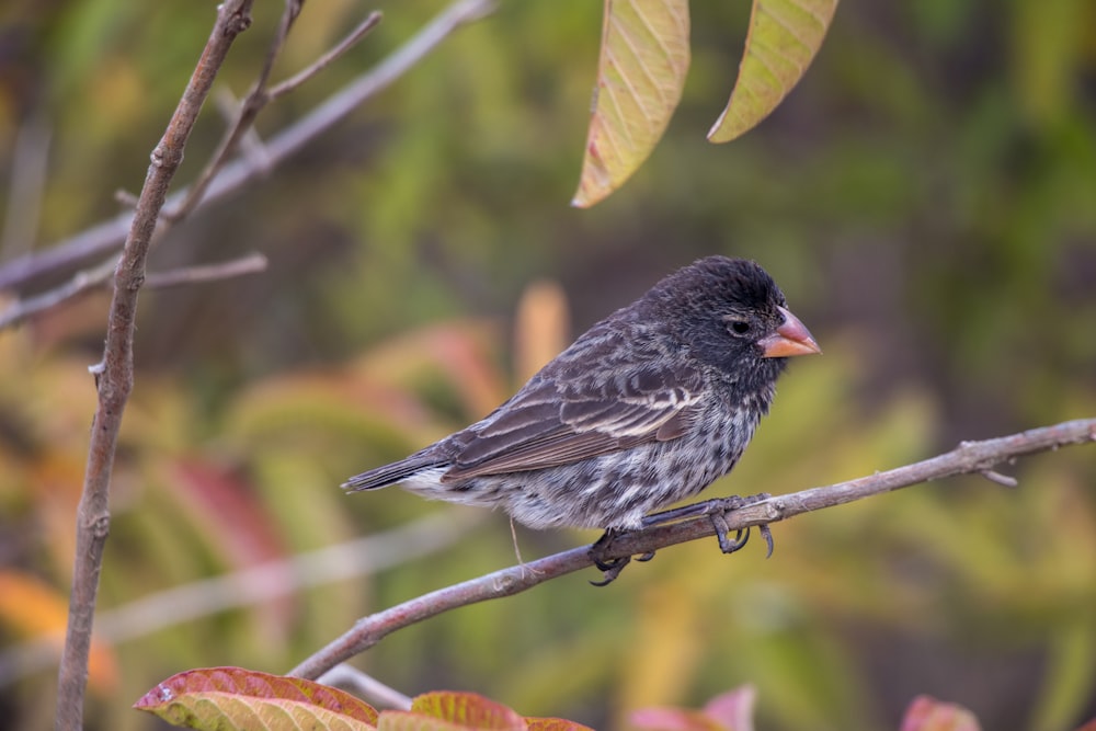 gray and black bird on green leaf