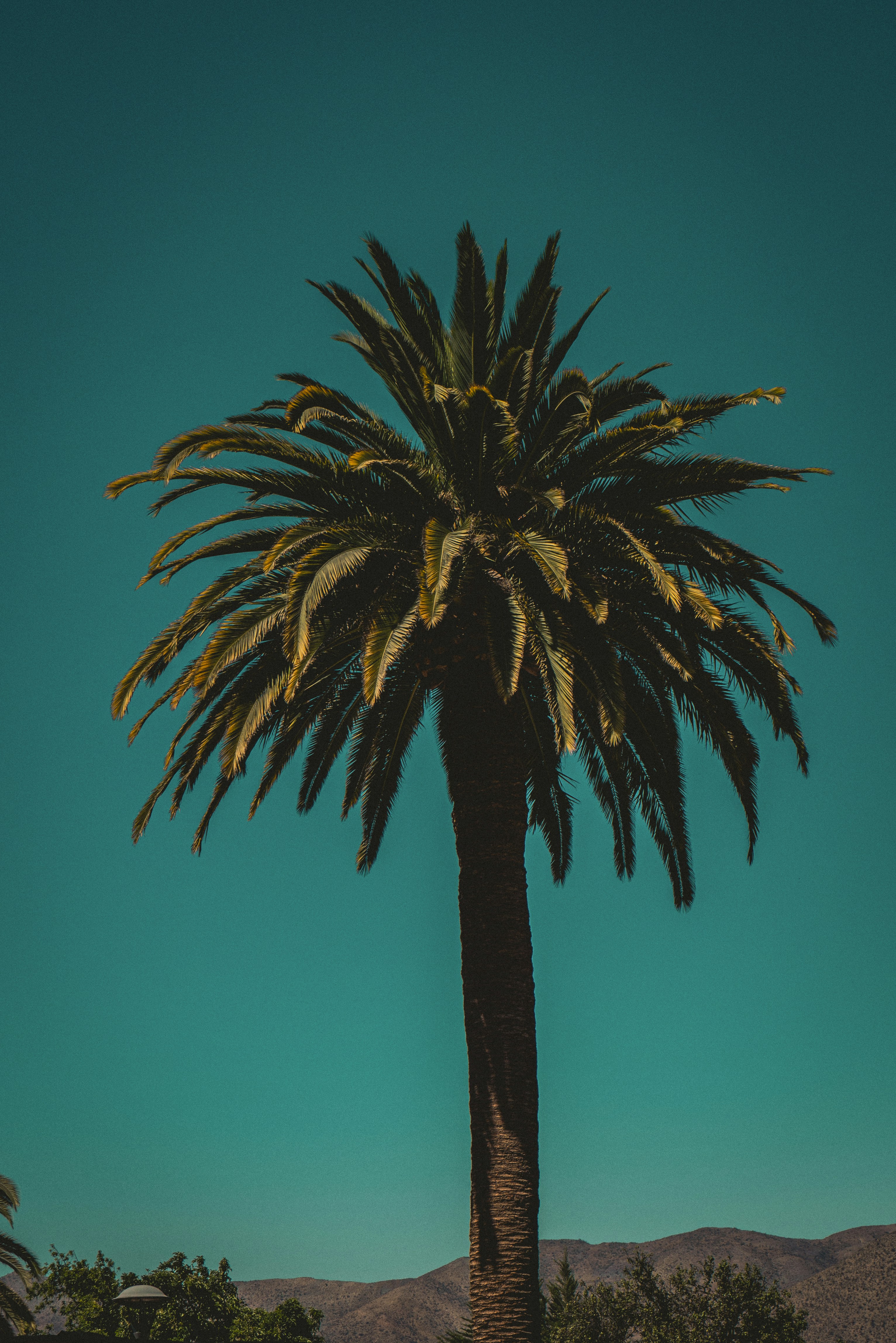 La Serena – Cultural & Historical Context