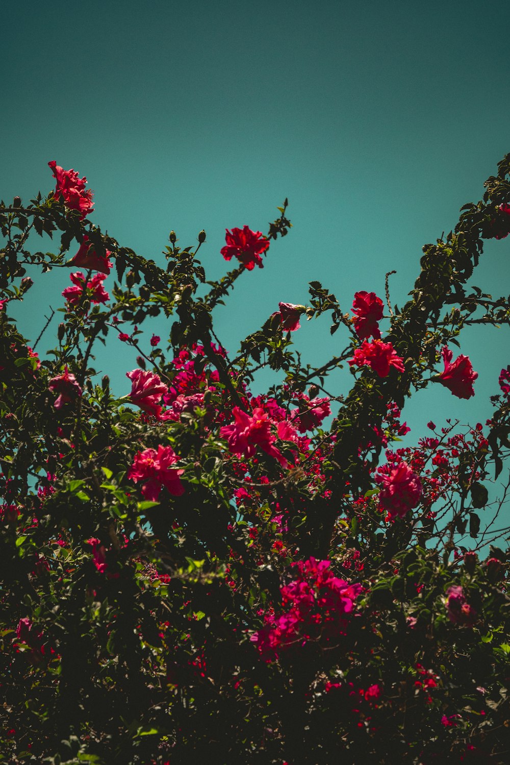 fiori rosa sotto il cielo blu durante il giorno