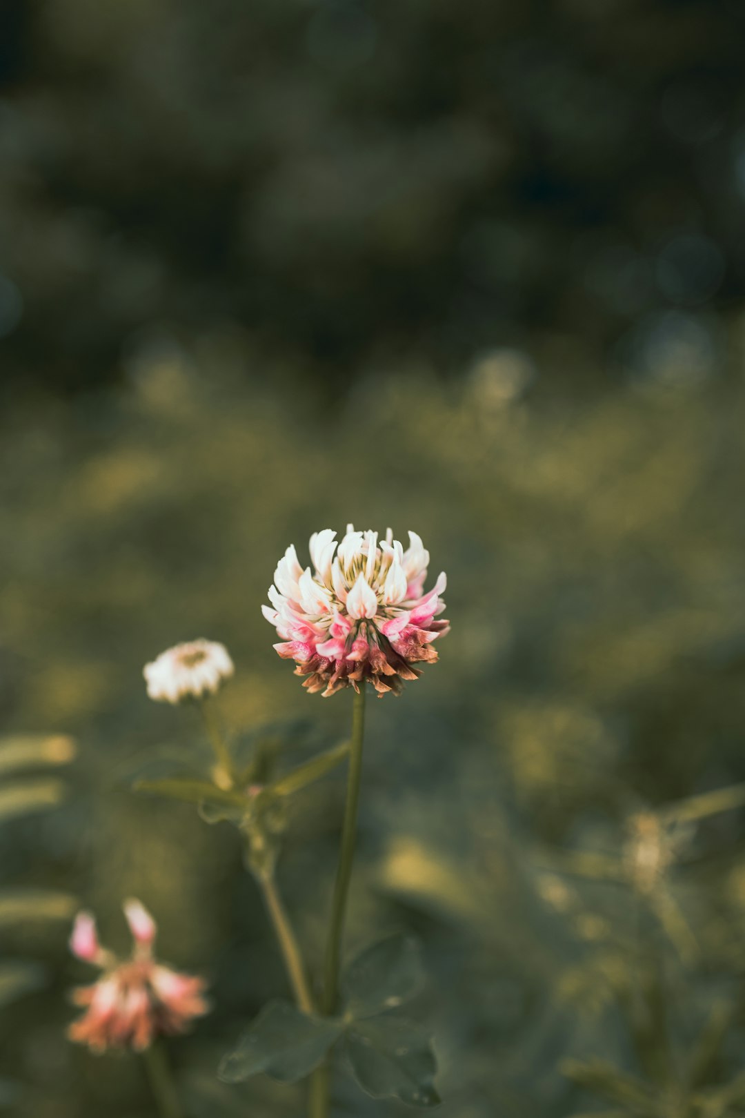 pink and white flower in tilt shift lens